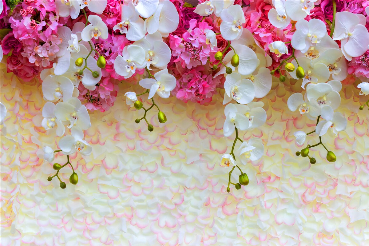 Fotobehang Orchideeën zijn wit met roze tinten, hangend