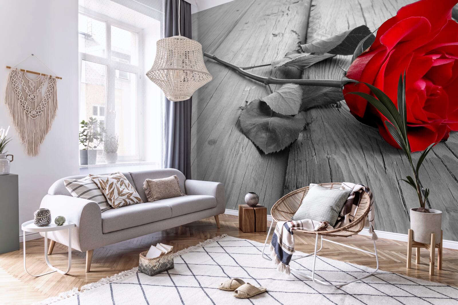 Fotobehang een rode roos bloeide op een grijze achtergrond