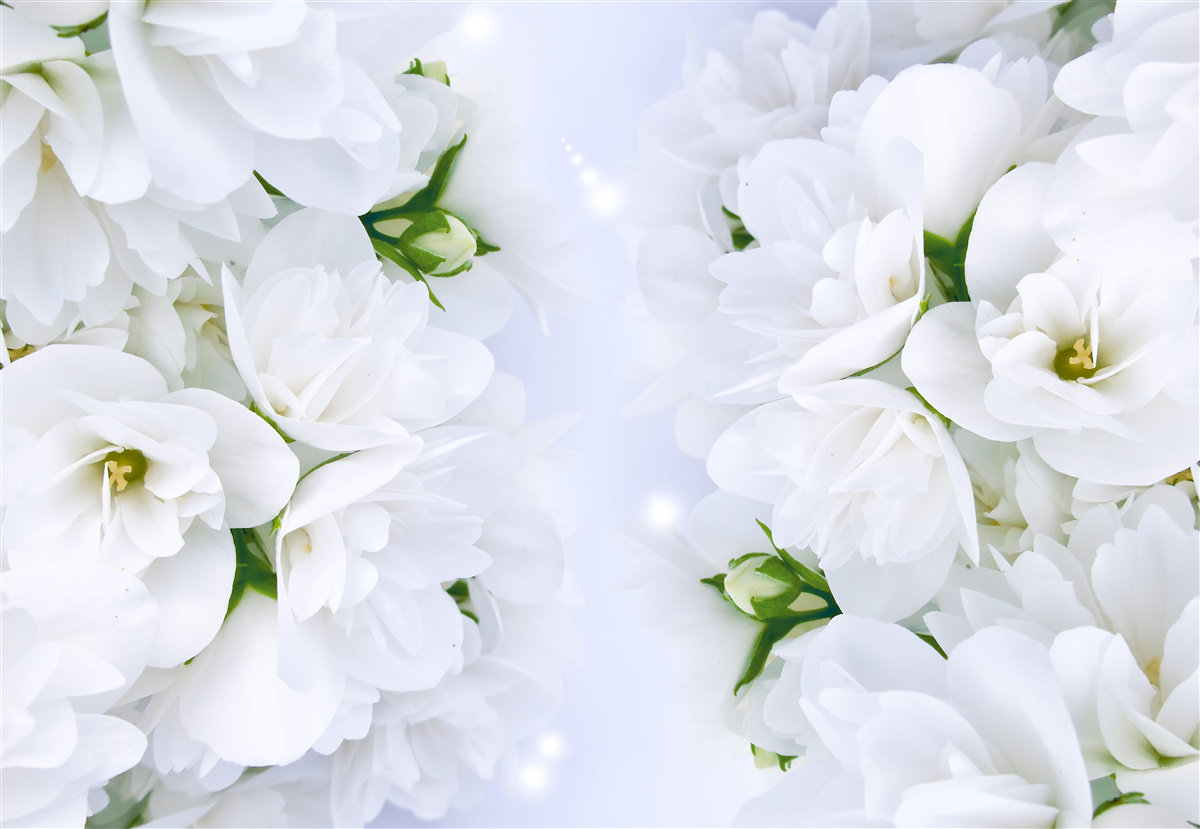 Fotobehang de bloemen zijn groot en wit