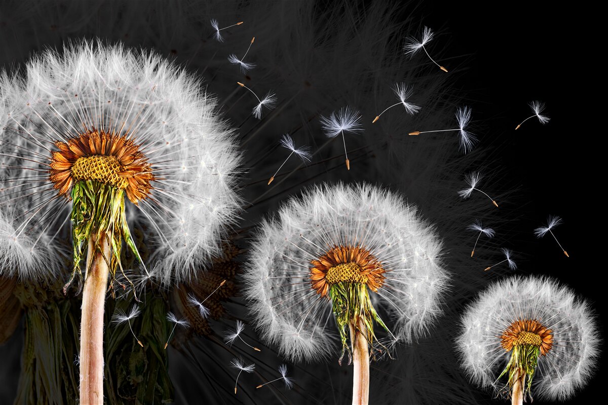 Fotobehang groeiende, verspreide paardenbloemblaadjes