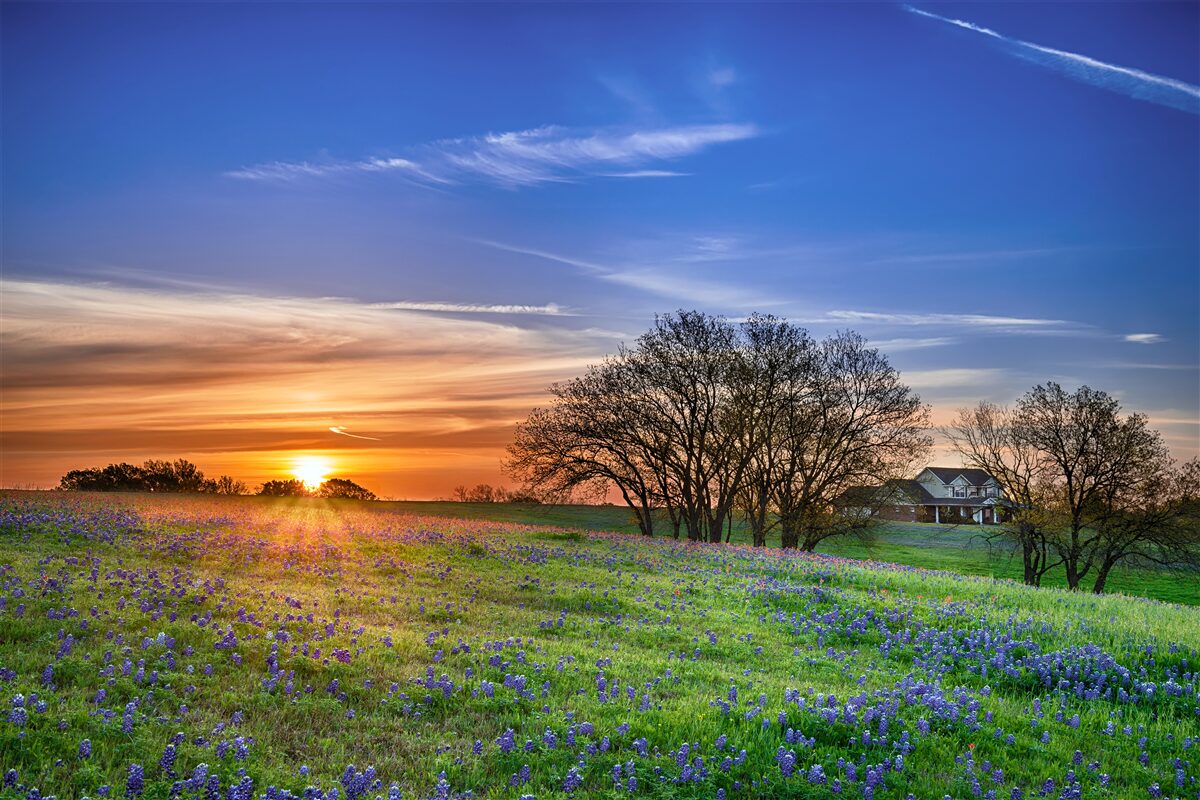 Fotobehang de zon gaat onder boven een veld bezaaid met bloemen