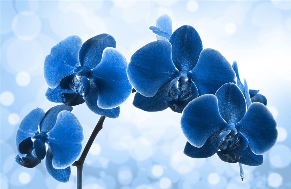 Fotobehang de orchideeën zijn donkerblauw