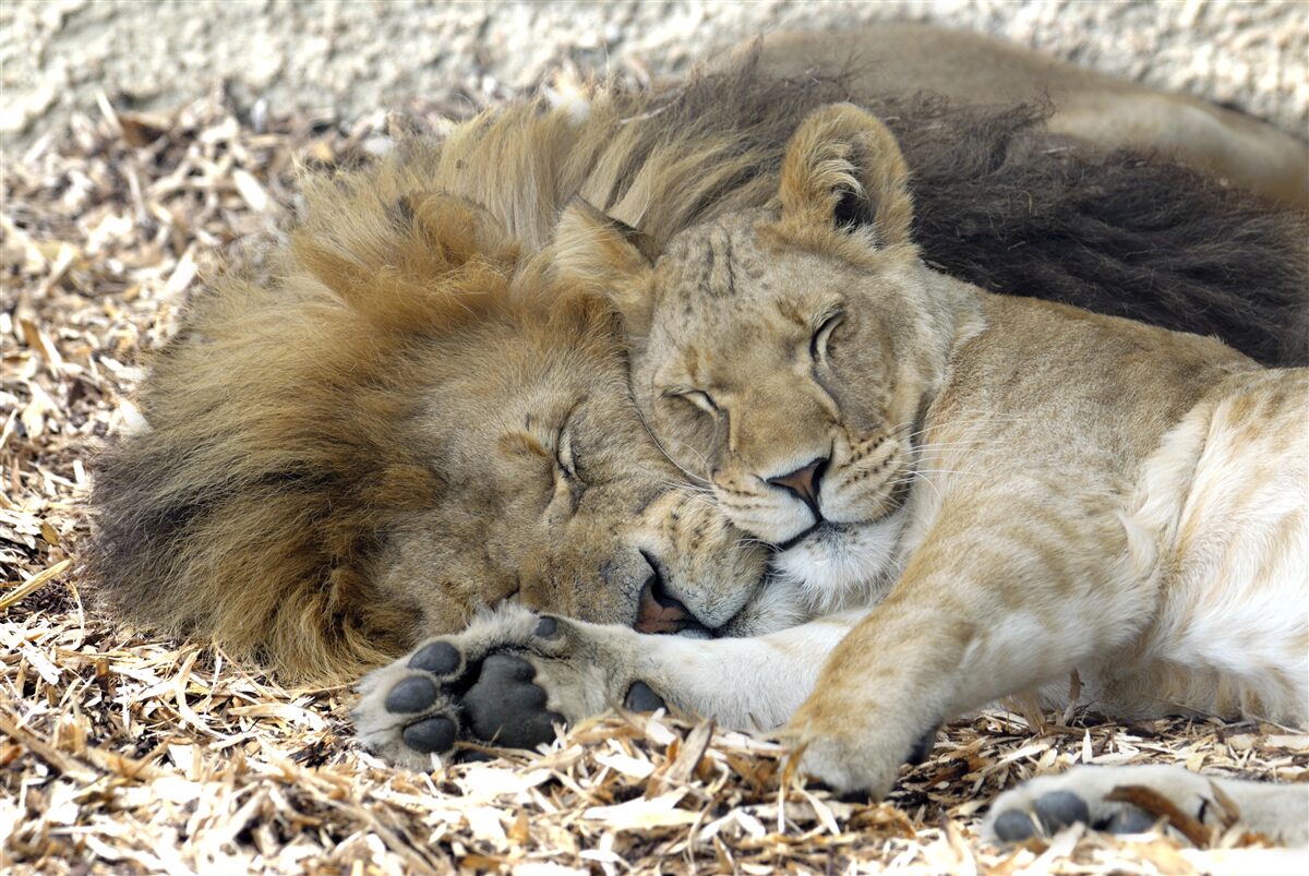 Fotobehang leeuw en leeuwin die een huwelijk vormen, sayat