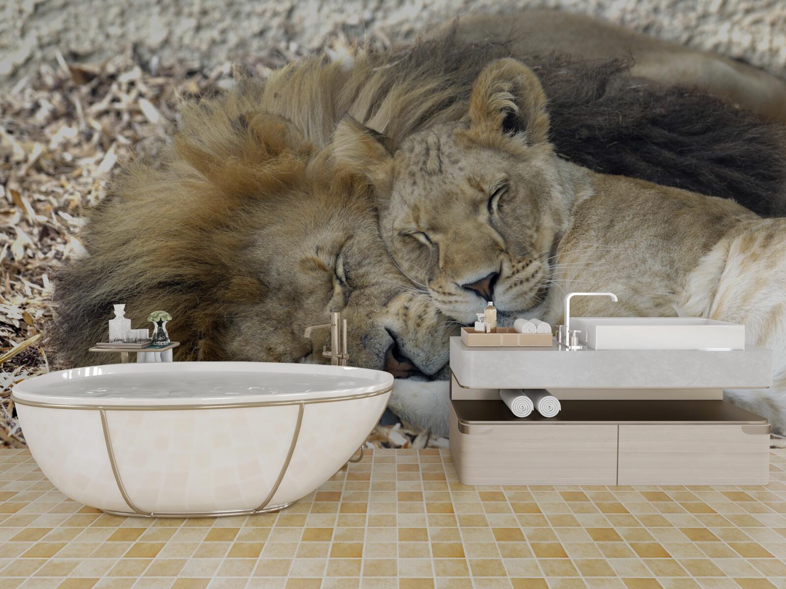 Fotobehang leeuw en leeuwin die een huwelijk vormen, sayat