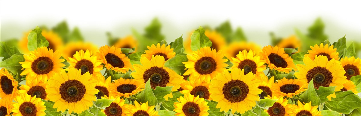 Fotobehang een groot aantal gouden zonnebloemen