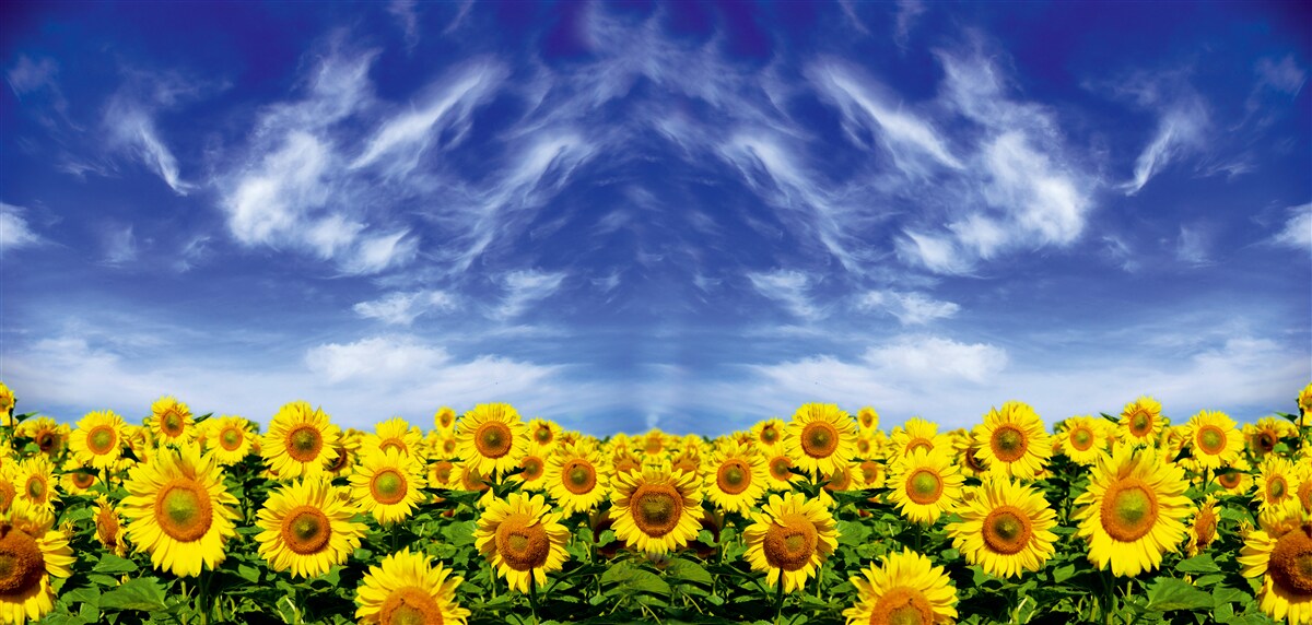 Fotobehang blauwe lucht boven een veld zonnebloemen