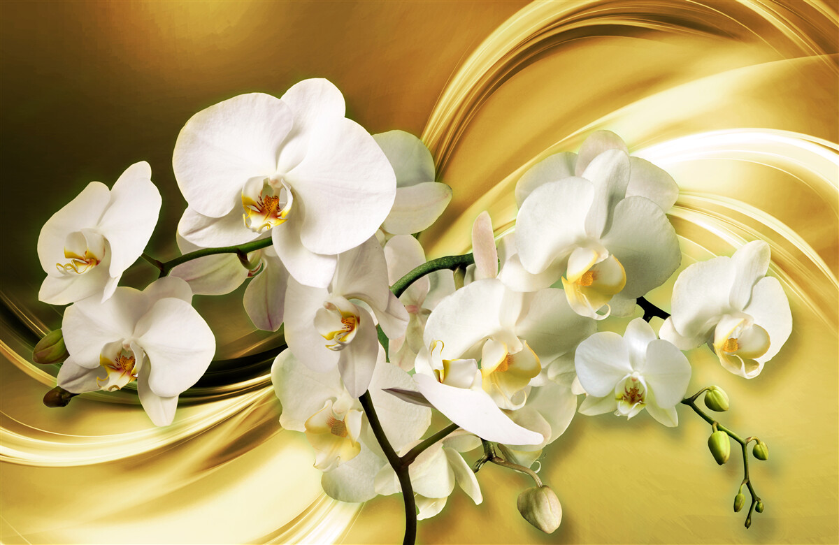 Fotobehang Sneeuwwitte orchideeën, luxueus open op bruine zijden stof