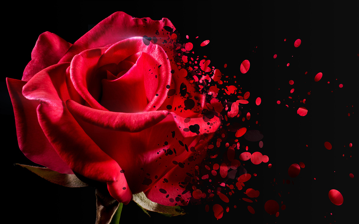 Fotobehang rode rozenbloemen op zwarte achtergrond