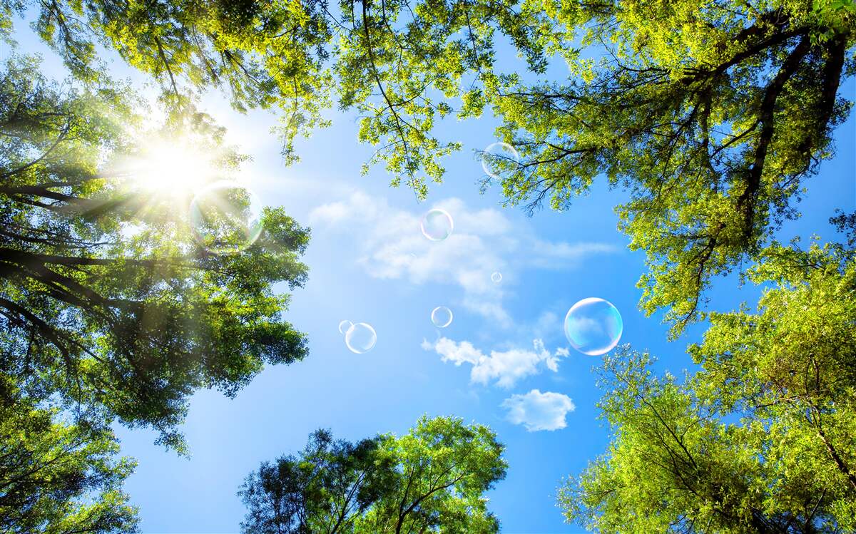 Fotobehang het groene bos wordt verlicht door de felle zonnestralen
