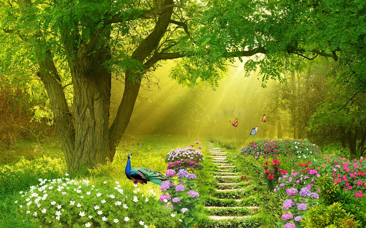 Fotobehang de zonnestralen verwarmen een bos gehuld in nachtelijke mist