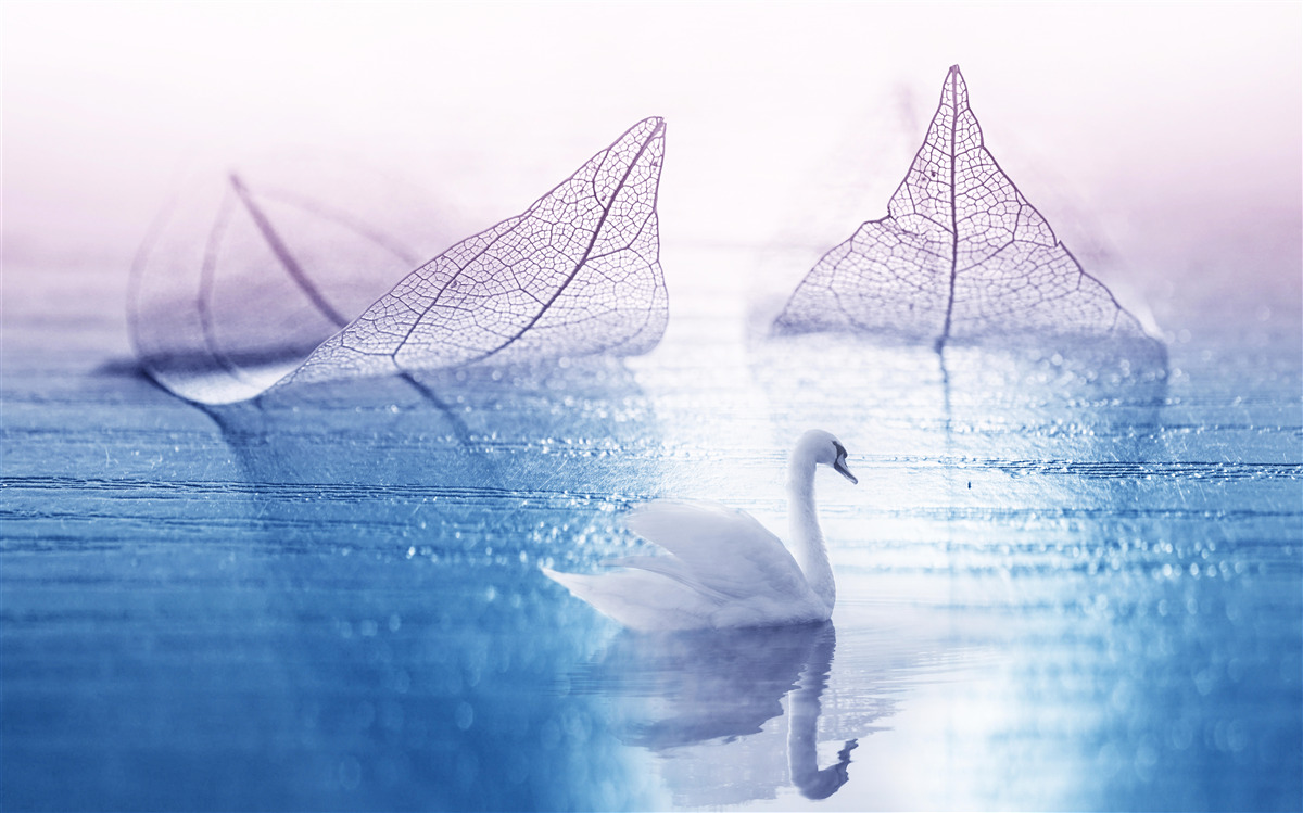 Fotobehang Sneeuwwitte zwaan siert kalm water