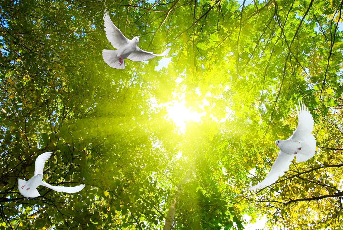 Fotobehang vogels vliegen in de diepte van het bos