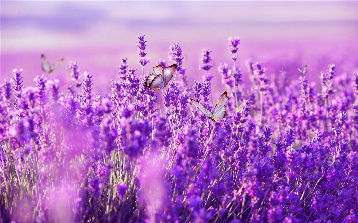 Fotobehang lavendelkleur van sering en vlinder