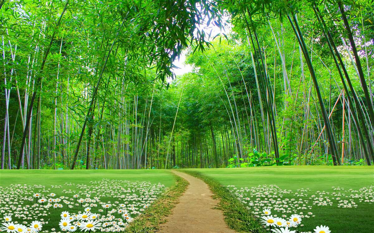 Fotobehang een veld dat een bamboebos wordt