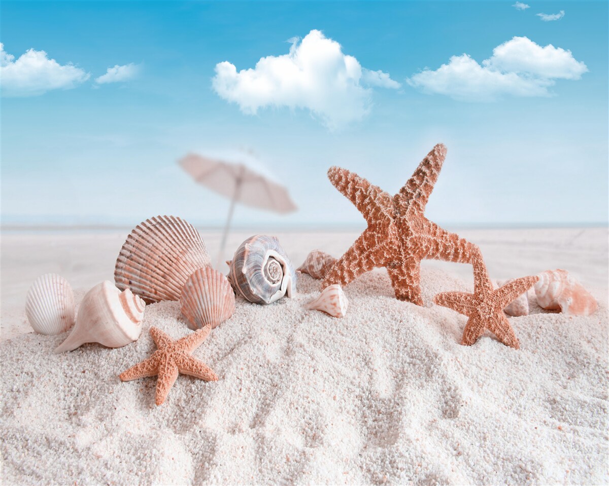 Fotobehang schelpen van schaaldieren op een zanderige kustlijn