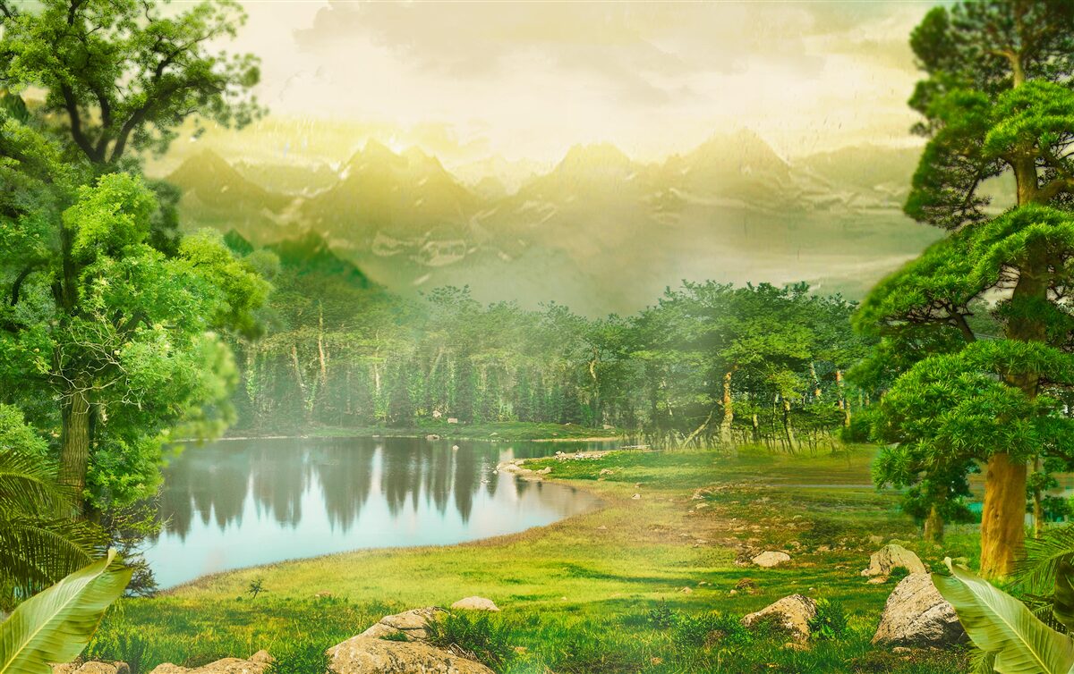 Fotobehang het groene bos voelt 's nachts de warmte van de zon