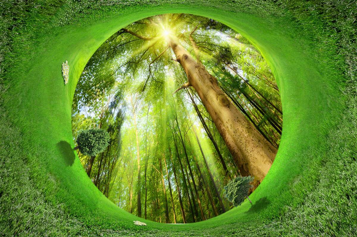 Fotobehang de lens kijkt naar het goed onderhouden groene bos