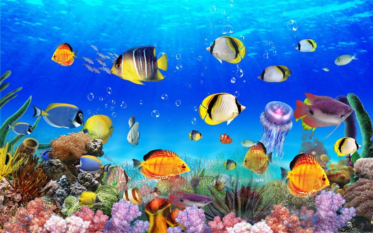 Fotobehang kleurrijke vissen in blauw water