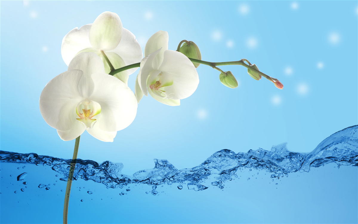 Fotobehang antwoord: witte orchidee ondergedompeld in water