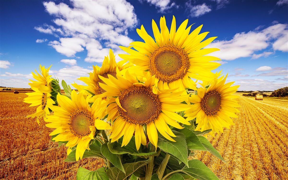 Fotobehang een boeket zonnebloemen is te zien tegen de lucht en een tarweveld