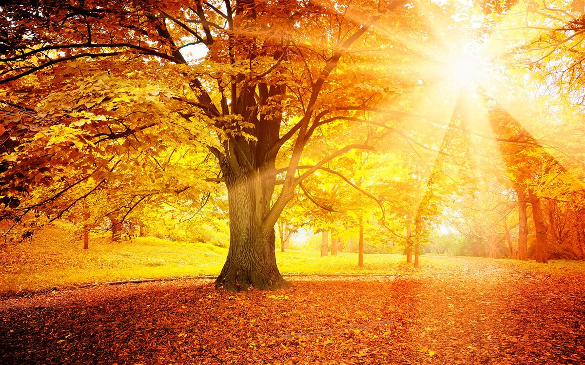 Fotobehang het felle licht van de zon doordringt de herfstnevel van het bos