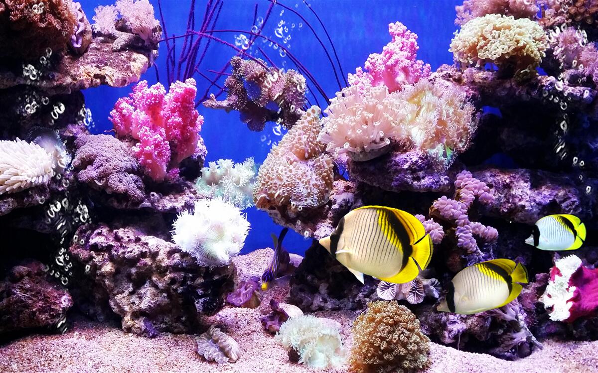 Fotobehang legende van de zee