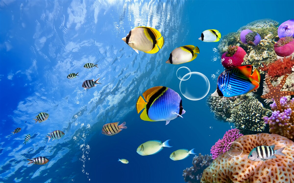 Fotobehang heldere vissen in rustig water