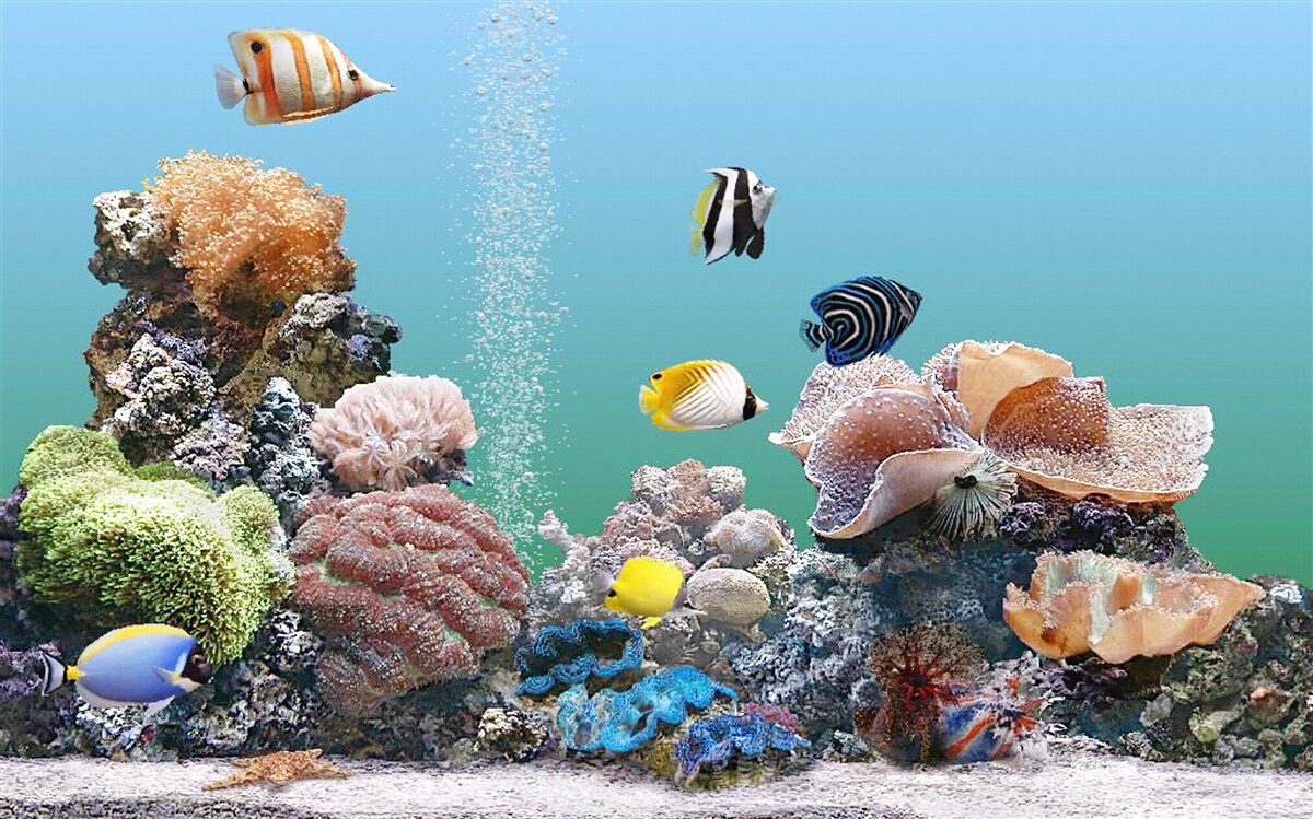 Fotobehang de schoonheid van koraalbarrières