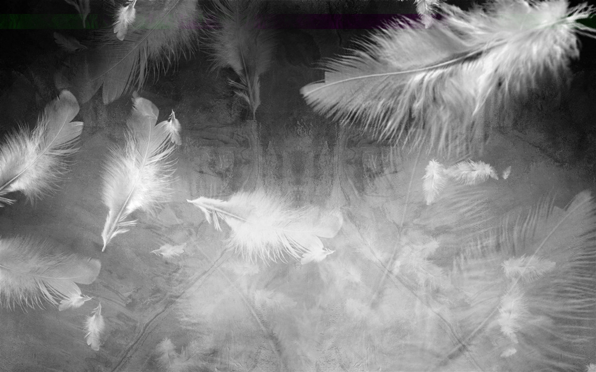 Fotobehang de grijze achtergrond is versierd met witte veren