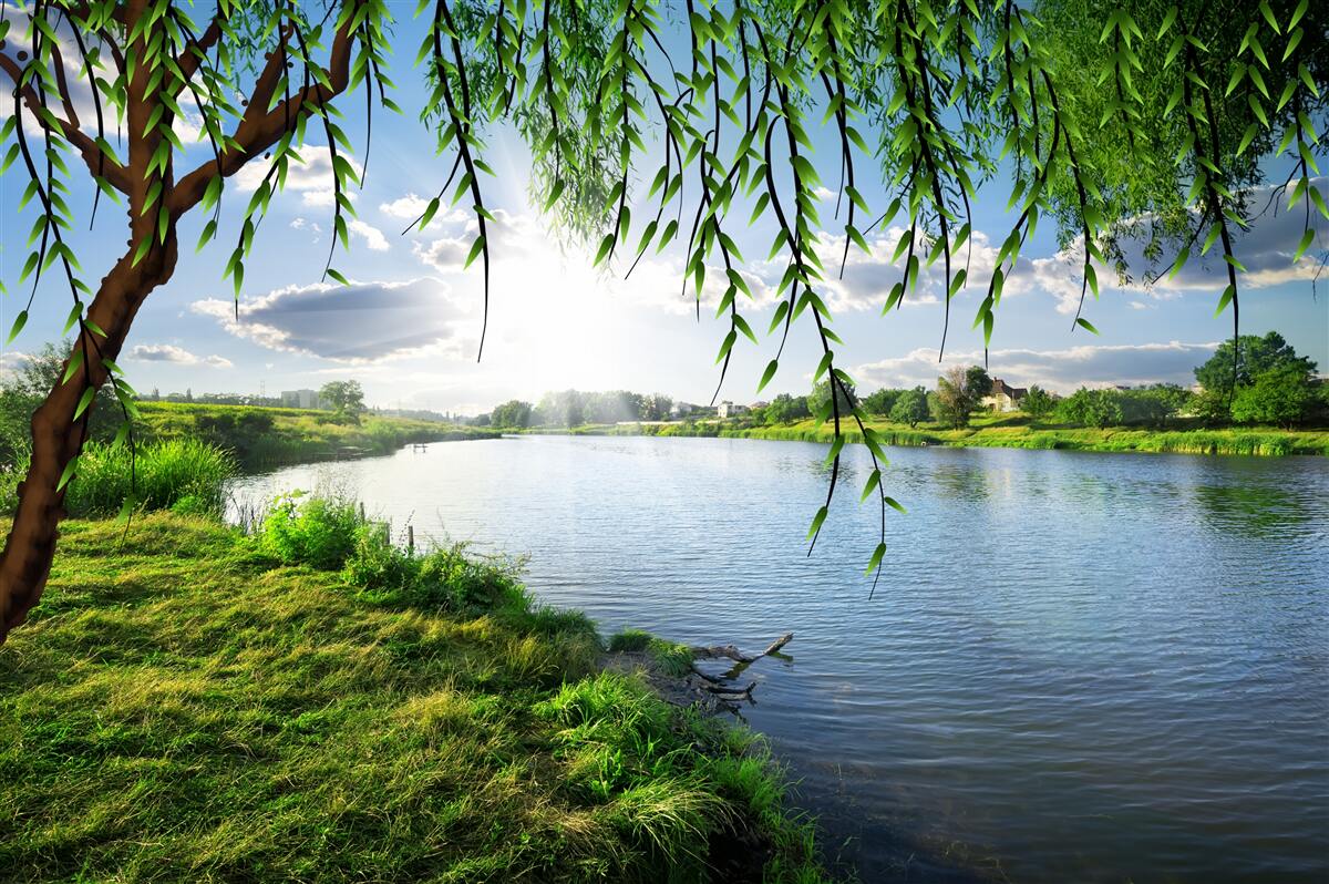 Fotobehang de schoonheid van de wilgenboom aan de oever van het kalme water