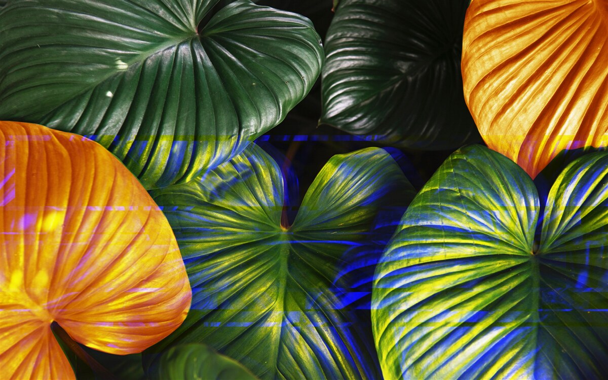 Fotobehang grote groene en bruine bladeren