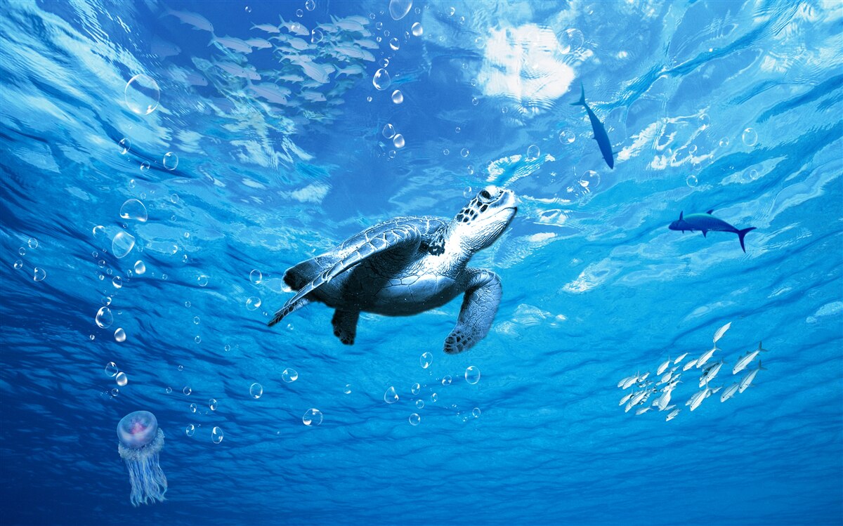 Fotobehang de blauwe zee is versierd met een zeeschildpad