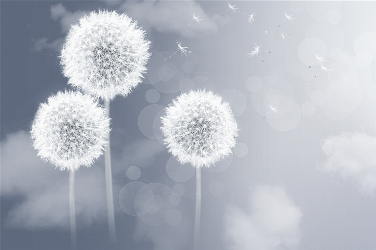 Fotobehang paardenbloem zwevend in de lucht