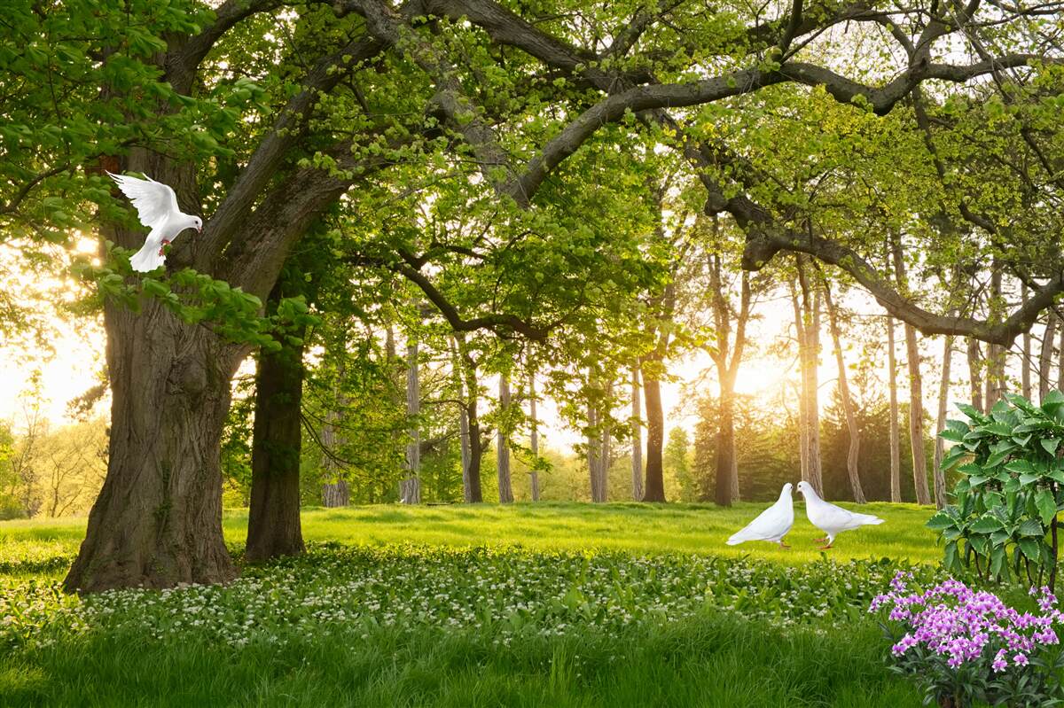 Fotobehang duiven glanzen hun wit bij zonsopgang in een groen bos