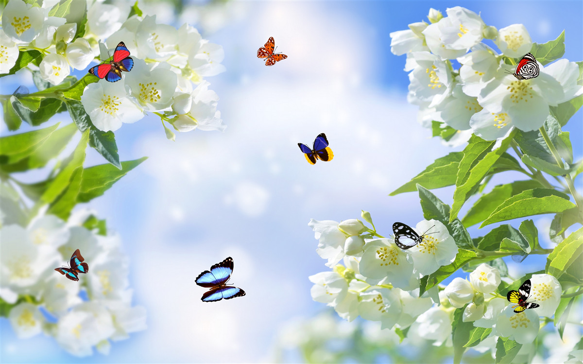 Fotobehang veelkleurige vlinders en sneeuwwitte bloemen