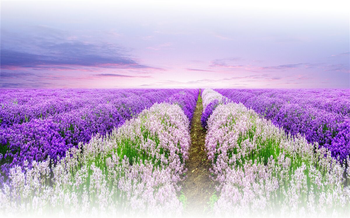 Fotobehang veld met geurige lavendel in de weiden
