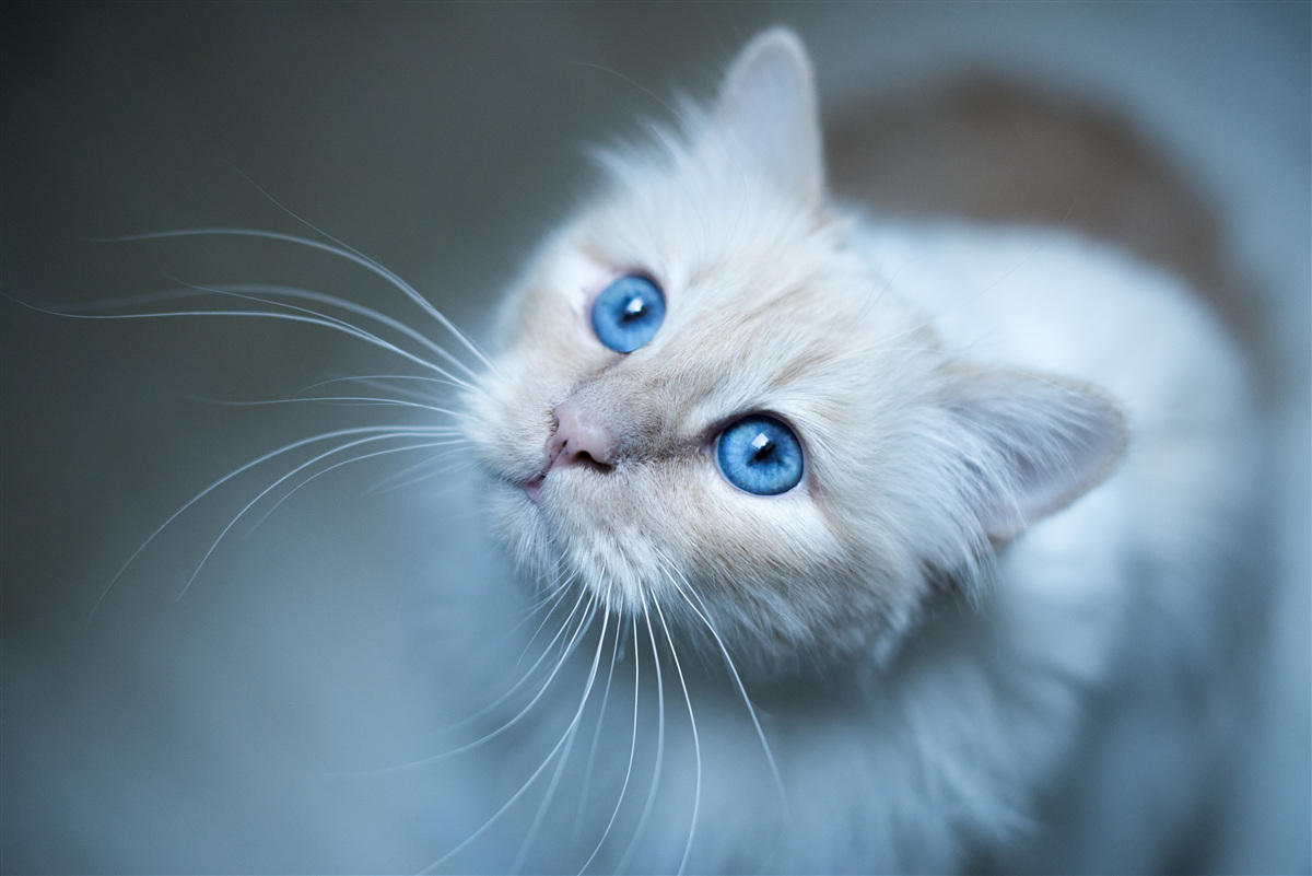 Fotobehang kitten met witte vacht en blauwe ogen