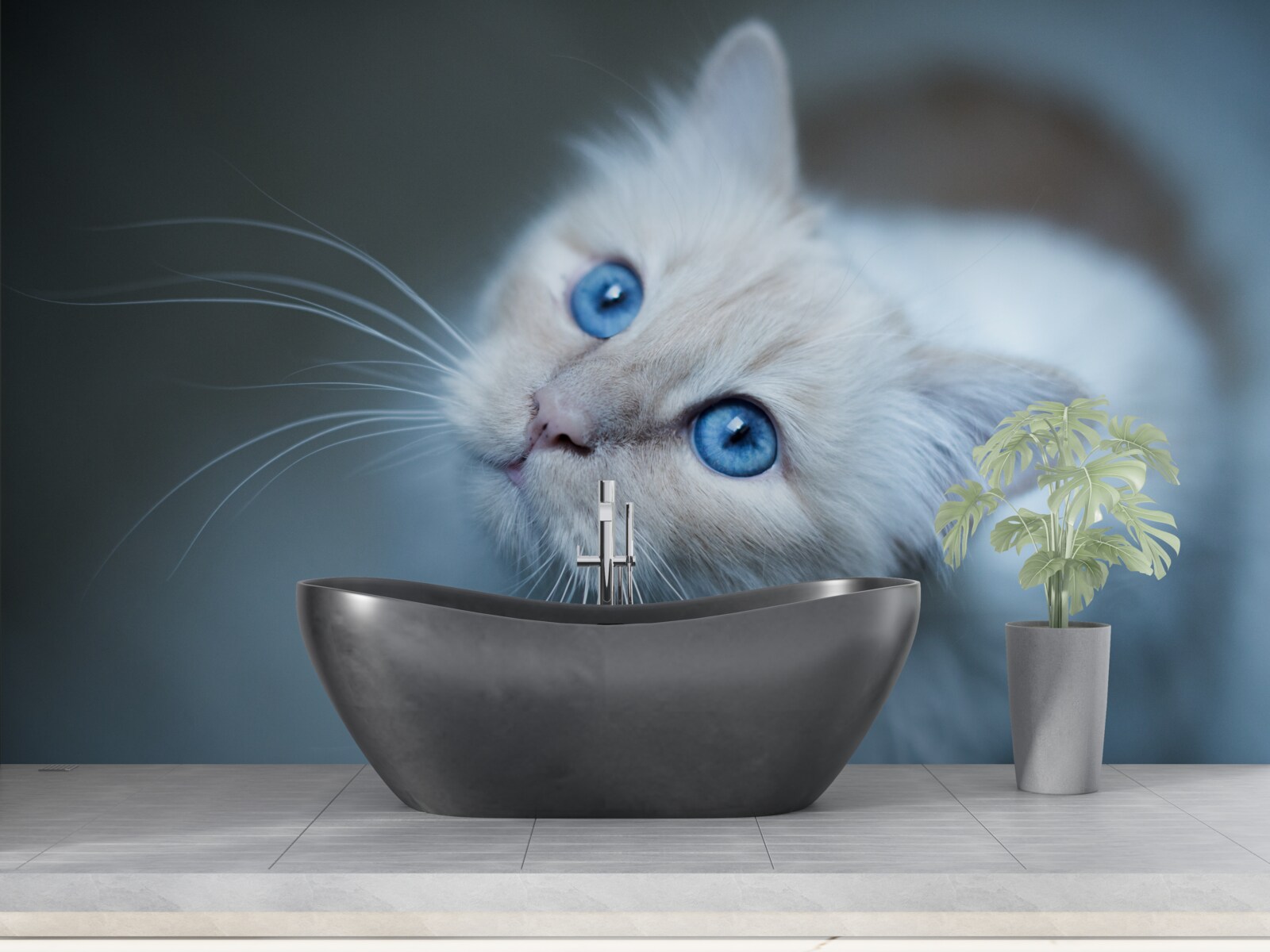 Fotobehang kitten met witte vacht en blauwe ogen