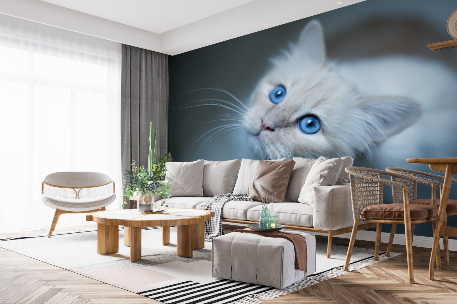 Fotobehang kitten met witte vacht en blauwe ogen