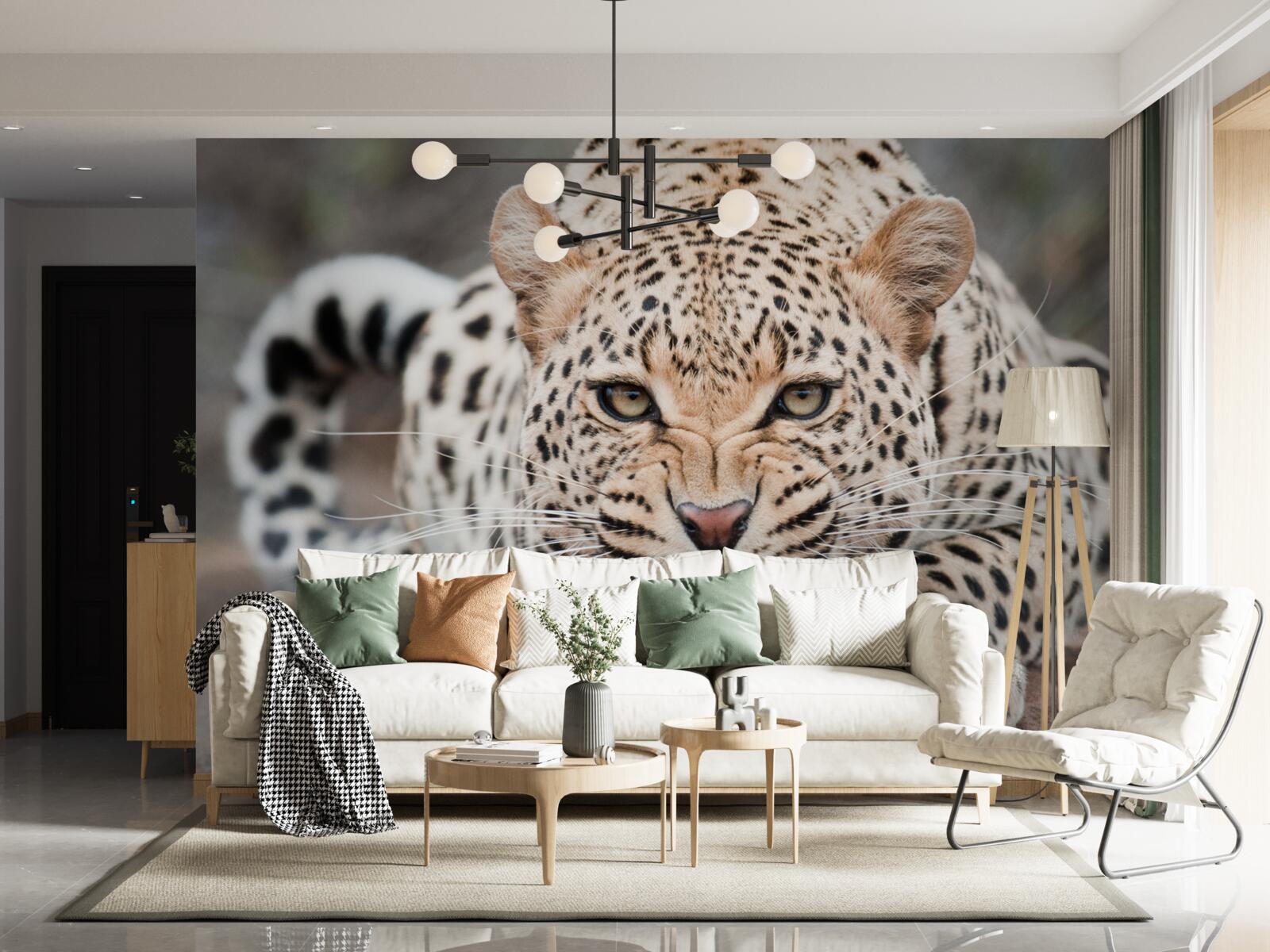 Fotobehang luipaard op het punt de sprong te wagen