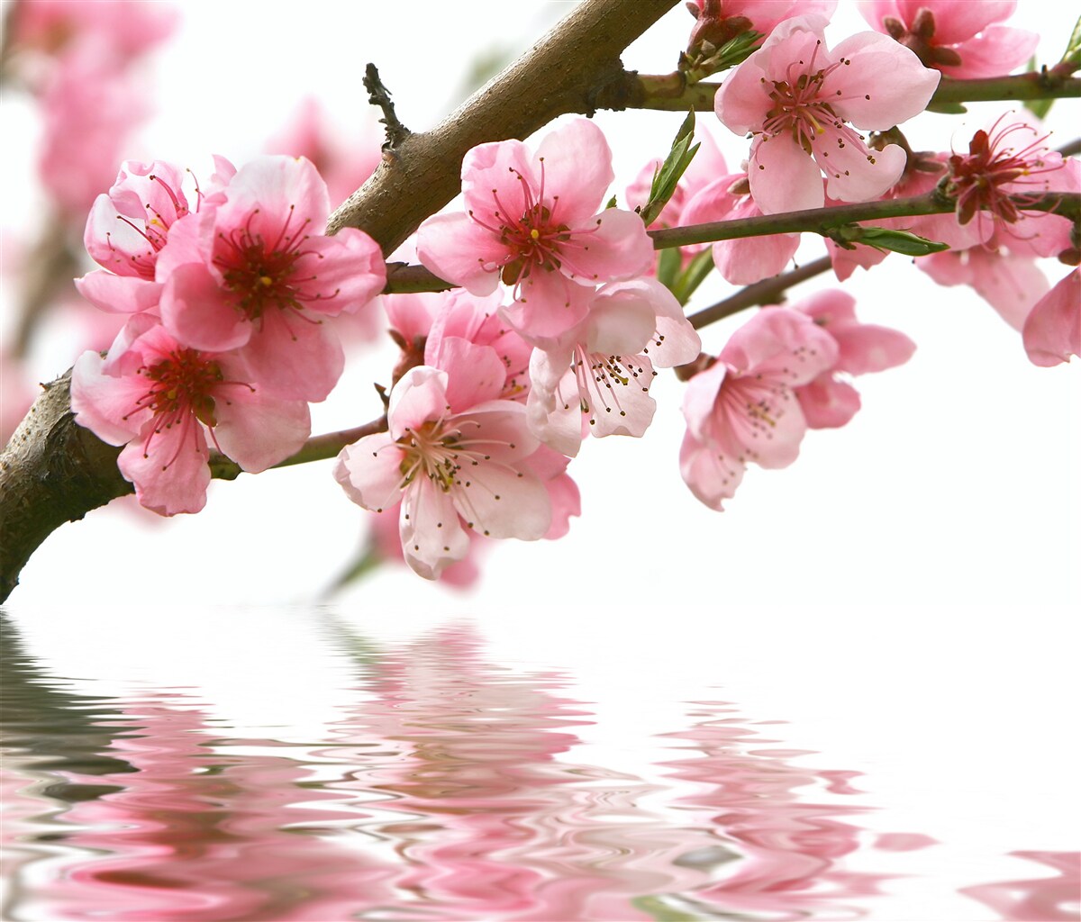 Fotobehang roze sakura tak hangend boven water
