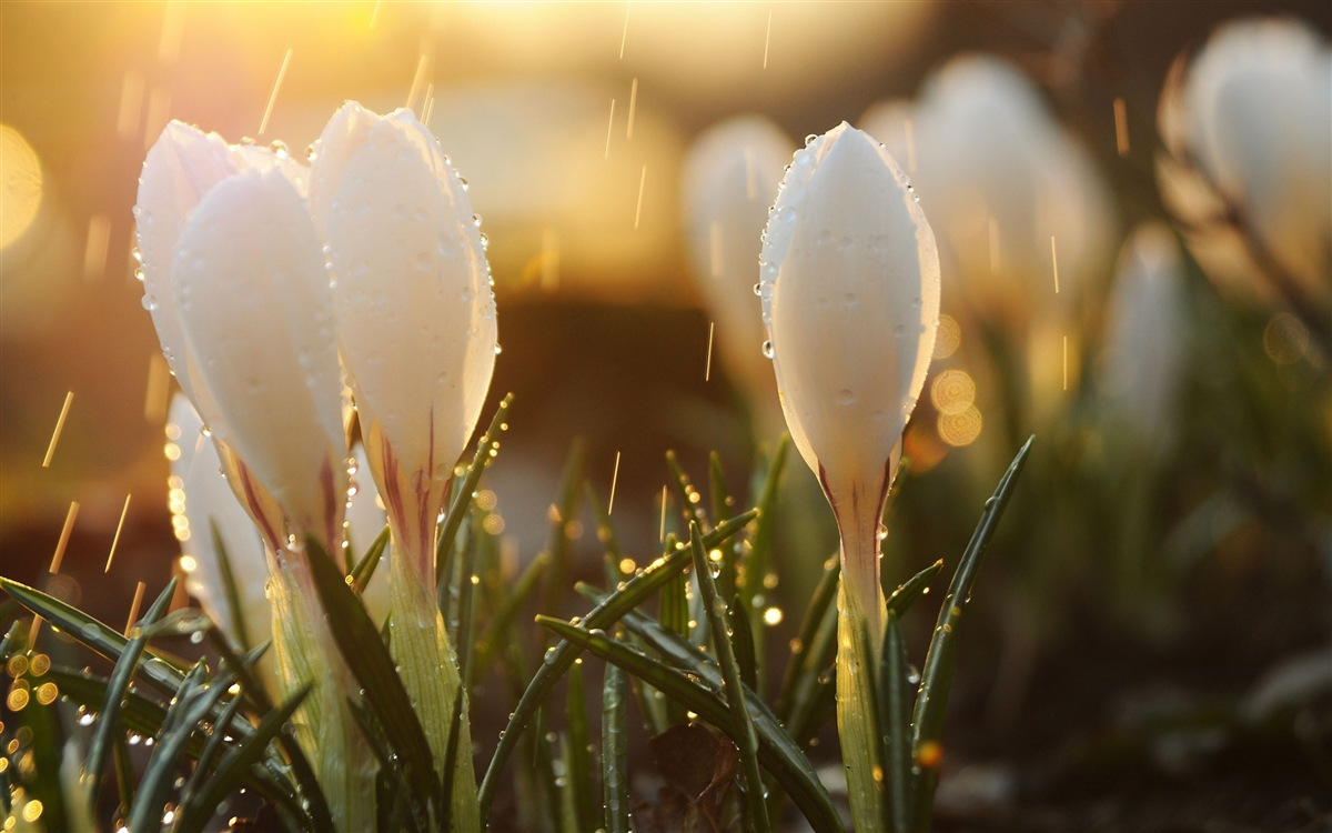Fotobehang bloemen in sneeuwwitte dauw