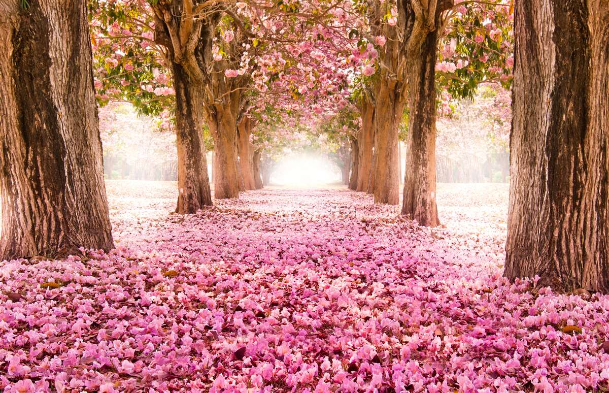 Fotobehang roze sakura bedekte de steeg