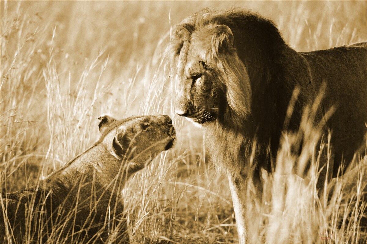 Fotobehang leeuw en leeuwin leren elkaar kennen