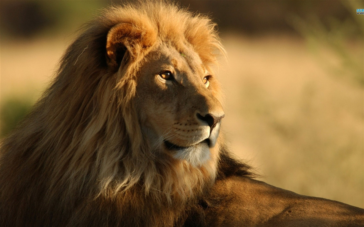 Fotobehang savanne monarch op vakantie