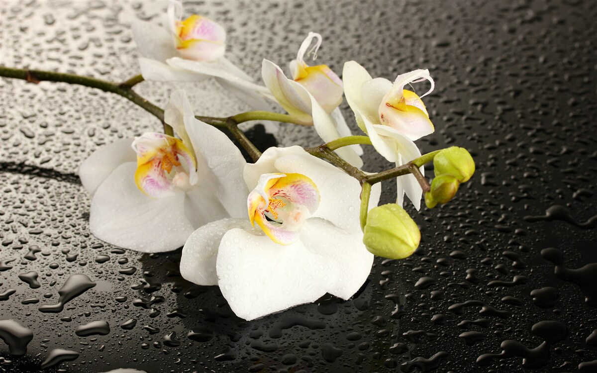 Fotobehang Sneeuwwitte orchidee na hevige regen