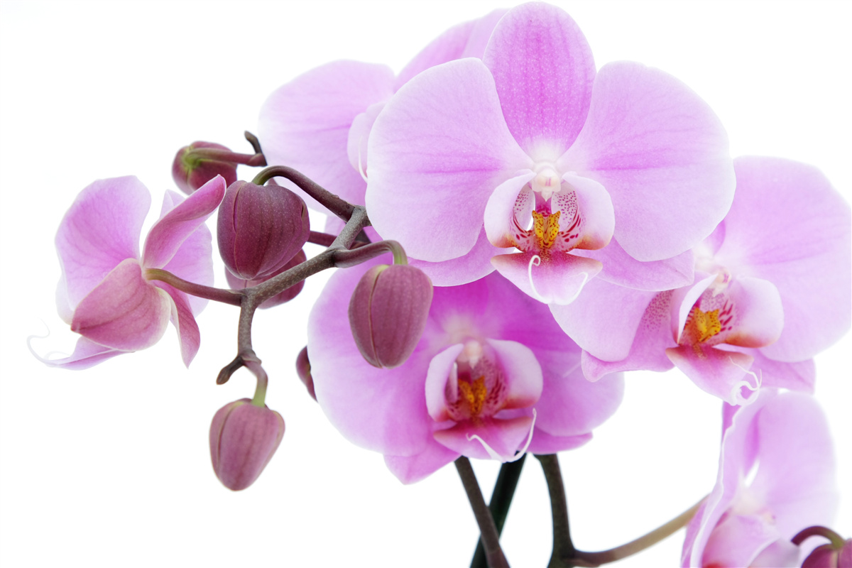 Fotobehang orchidee in paarse tinten met bloemknoppen