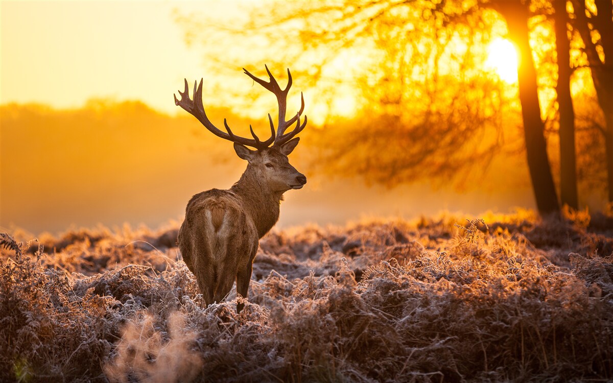 Fotobehang een elegant hert begeleidt de dageraad op een uitgestrekt veld