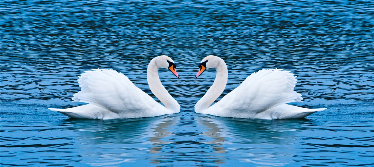 Fotobehang een zwanenpaar op het wateroppervlak creëert een idyllisch familieplaatje