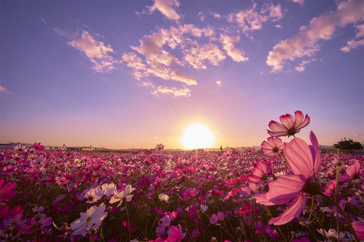 Fotobehang Dageraad boven een veld vol bloemen